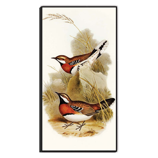 Chestnut-Breasted Pair Canvas Wall Art