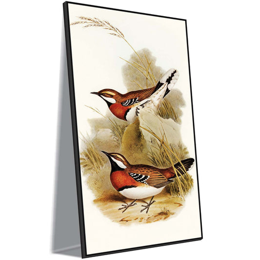 Chestnut-Breasted Pair Canvas Wall Art