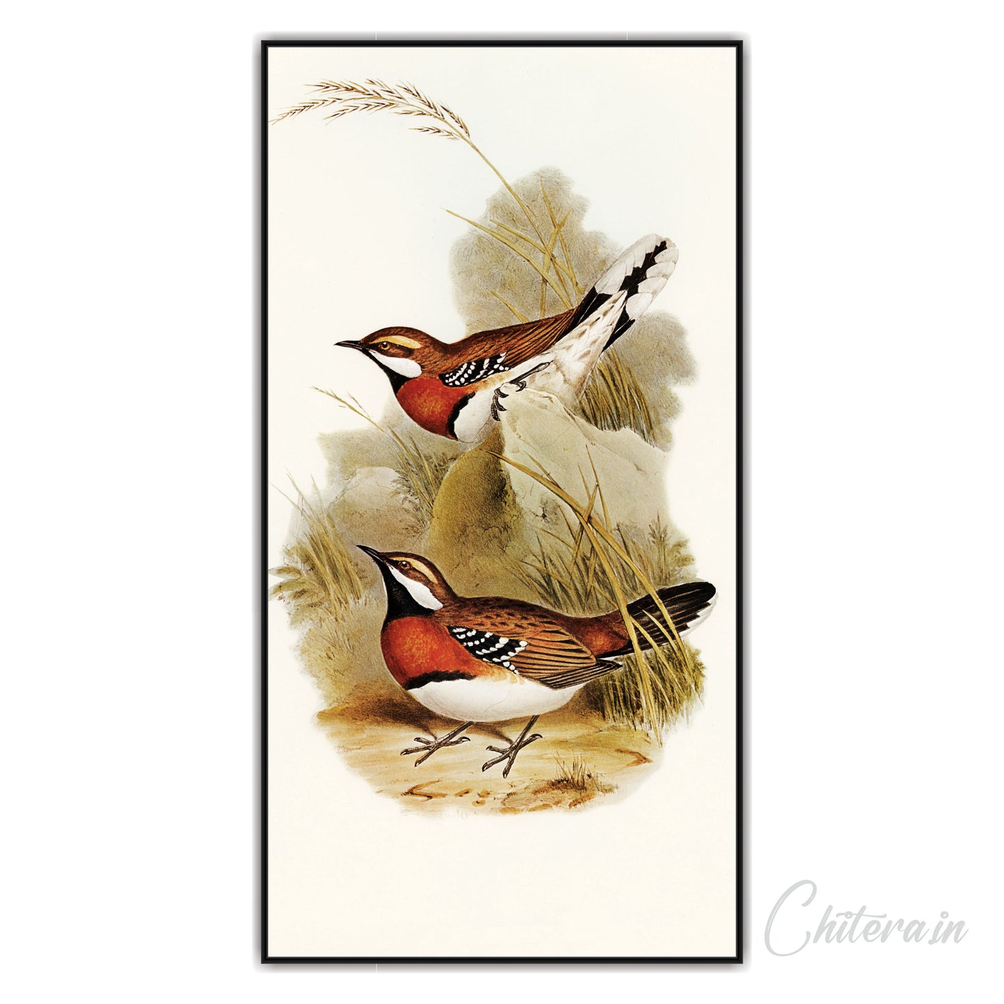 Bird Canvas art Print Wall Painting