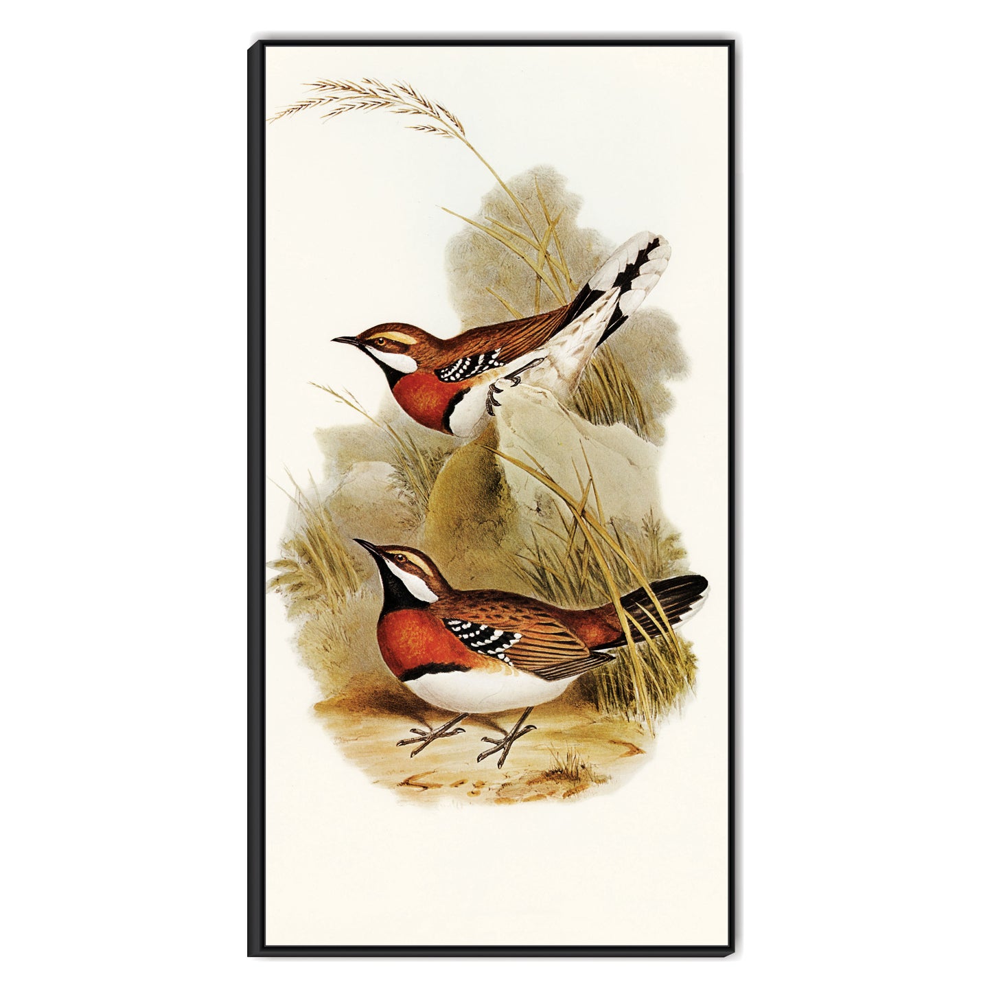 Bird Canvas art Print Wall Painting